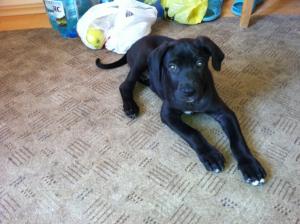 Vand pui Cane Corso,    varsat: 2 luni,    coloare: negru