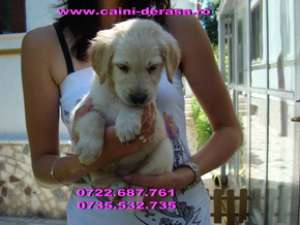golden retriever si labrador retriever