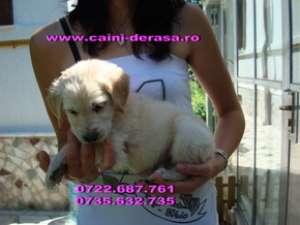golden retriever si labrador retriever