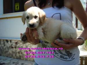 golden retriever si labrador retriever