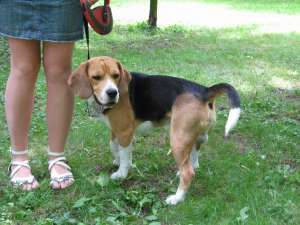 ofer Beagle Tricolor pt monta