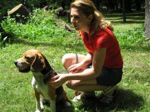 ofer Beagle Tricolor pt monta