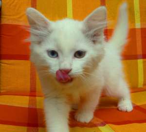 Donez pisoi,  metis angora turceasca