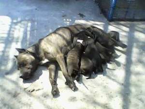 catei staff terrier american