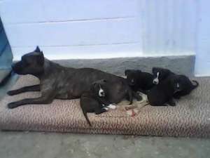 catei staff terrier american
