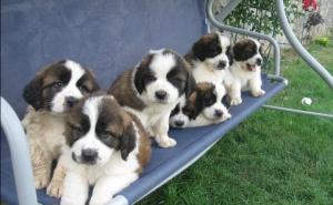 Vand pui de Saint Bernard