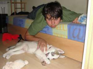 mascul husky 500 ron