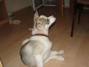 mascul husky 500 ron