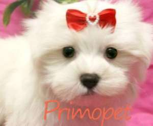 Catelusi Bichon Maltez de Vanzare