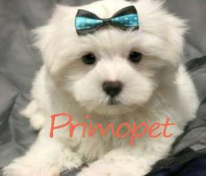 Catelusi de Vanzare-Bichon Maltez