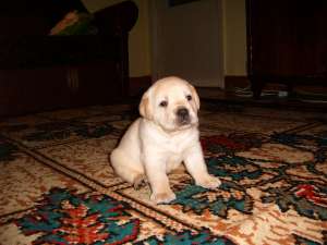 Vand pui Labrador