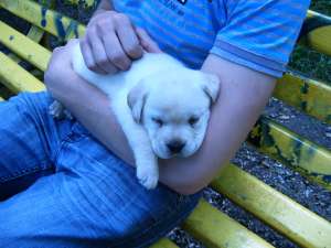 Vand pui Labrador