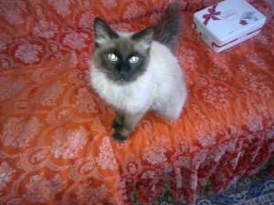 Motan birmanez