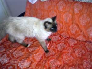 Motan birmanez