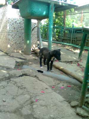 ogar