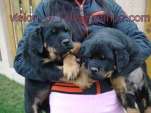 Vand pui Rottweiler deosebiti