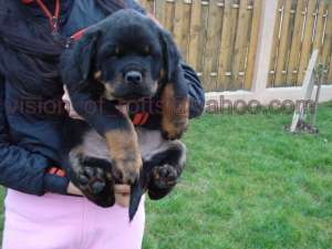 Vand pui Rottweiler deosebiti