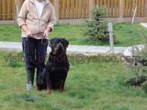 Vand pui Rottweiler deosebiti
