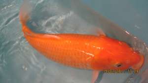 Vand crapi koi(japonezi)