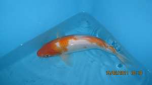 Vand crapi koi(japonezi)