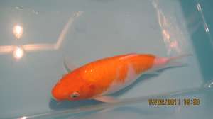 Vand crapi koi(japonezi)