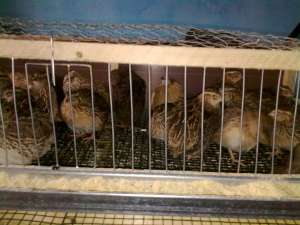 Prepelite,   Coturnix Japoneza
