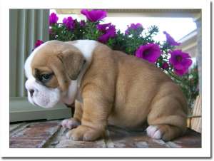 C�ine dulce engleză taur