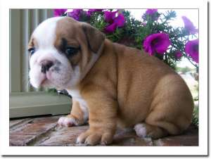 C�ine dulce engleză taur
