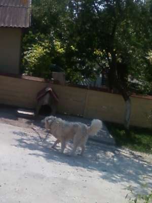 caine ciobanesc de bucovina monta