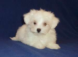 DE VANZARE BICHON MALTESE si BICHON BOLOGNESE,   PUI DE BICHON