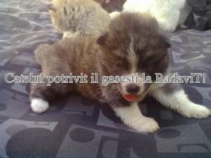 Akita Inu Tigrat-catei de rasa pura