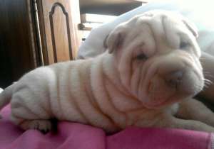 Vand pui shar-pei deosebiti!! 550RON