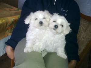 vand bichoni maltese