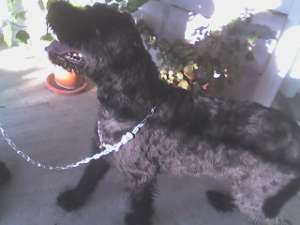 Vand Schnauzer urias (mascul).