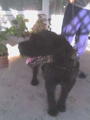 Vand Schnauzer urias (mascul).