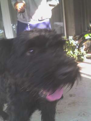 Vand Schnauzer urias (mascul).