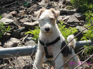 OFER FOX TERRIER LA MONTA !