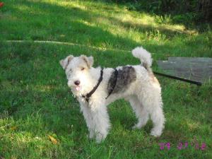 OFER FOX TERRIER LA MONTA !
