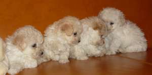 Catelusi Bichon