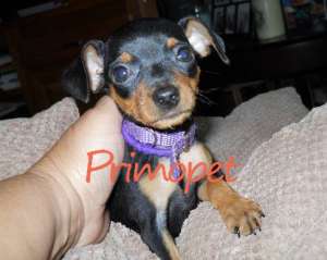 Vanzari Pinscher pitic