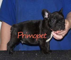 Vanzari Bulldog francez