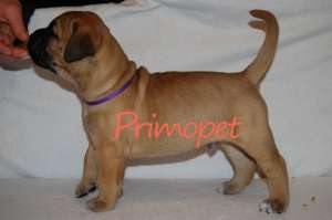Vanzari Bullmastiff