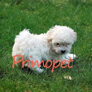 Vanzari Bichon Havanez