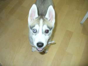 pui husky