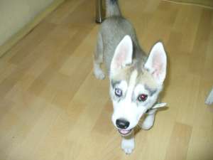 pui husky