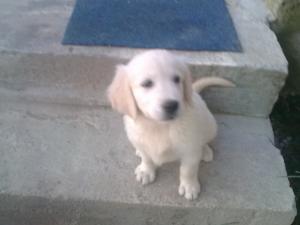 Pui de Golden Retriever de vanzare