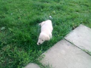 Pui de Golden Retriever de vanzare