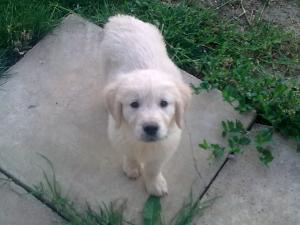 Pui de Golden Retriever de vanzare