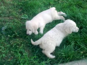 Pui de Golden Retriever de vanzare