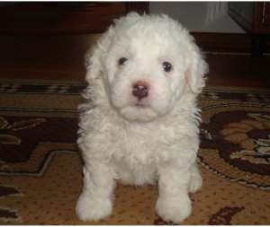 Vand pui BICHON Frise (mascul + femela 6 sapt)
